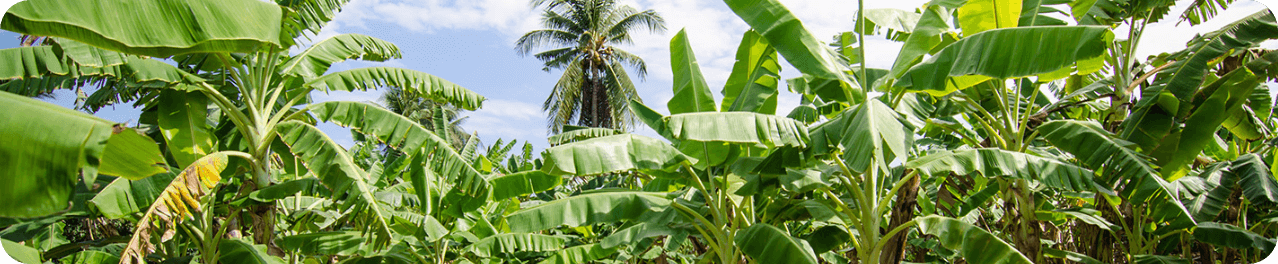 Mit Ecosia Bäume pflanzen