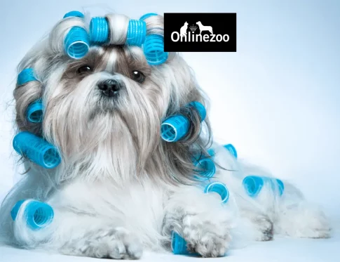 smarketer_case_study_hero_onlinezoo